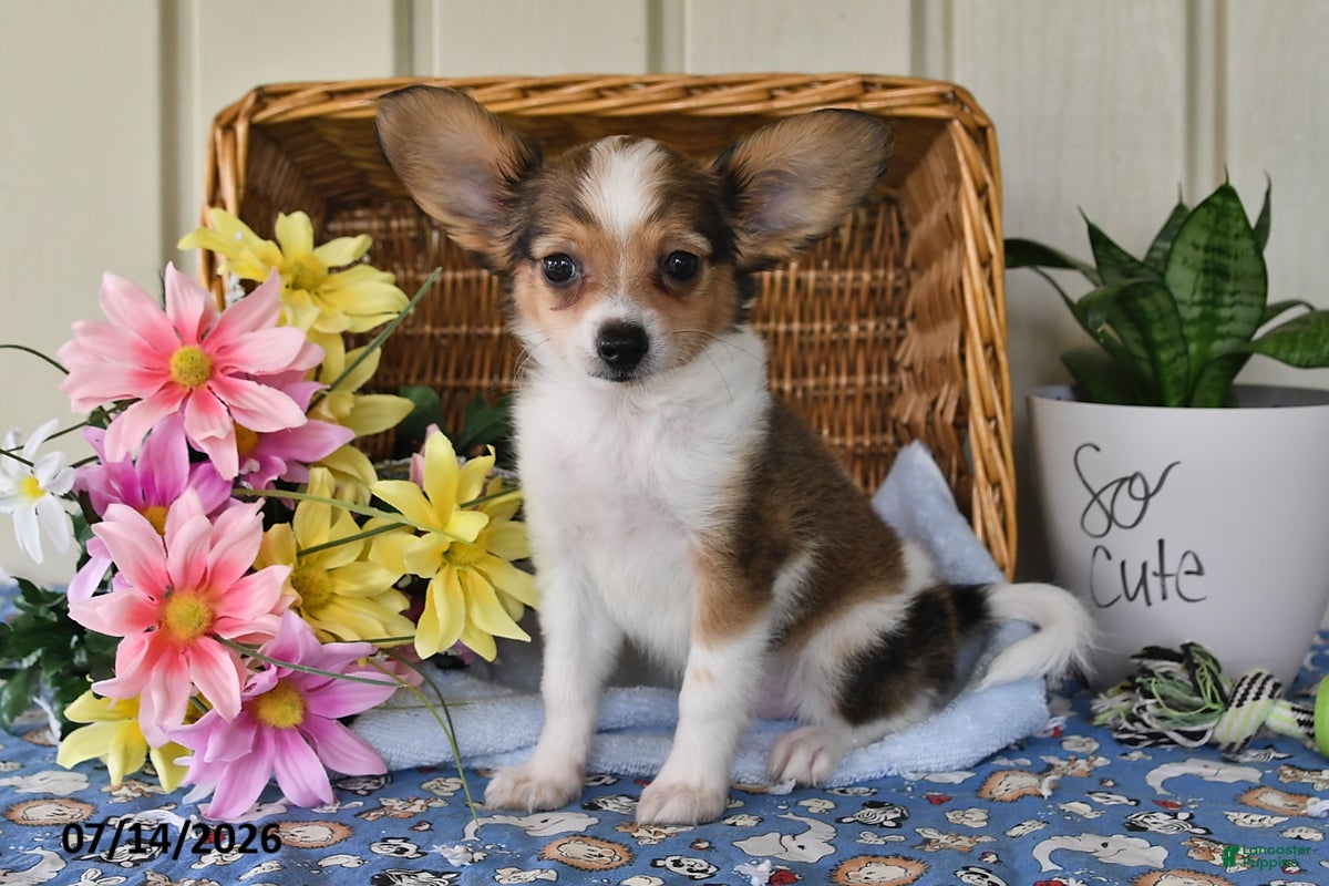 Papillon dogs Buddy - Ad 2
