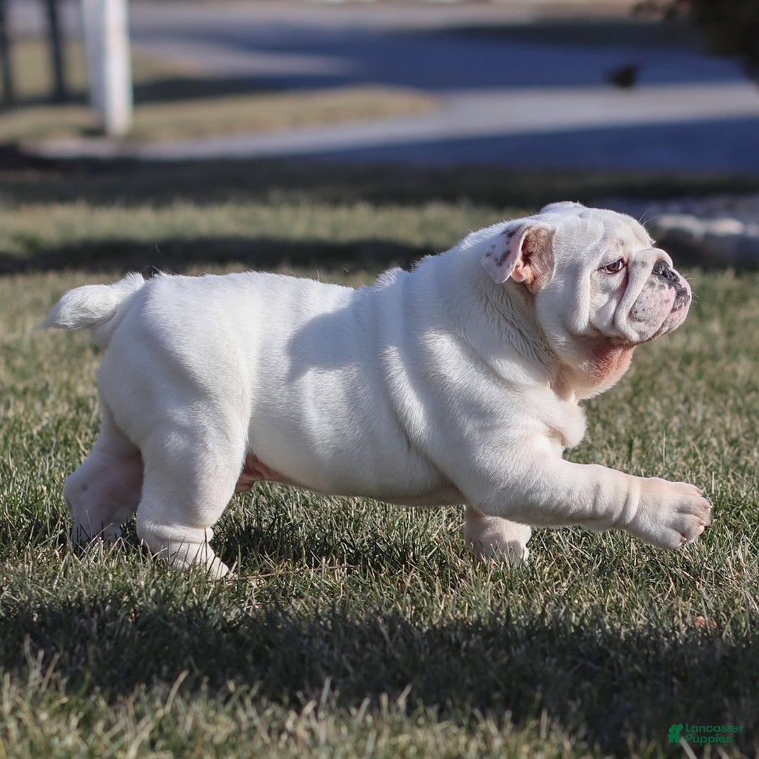 English Bulldog dogs for sale: Frosty - Ad 6