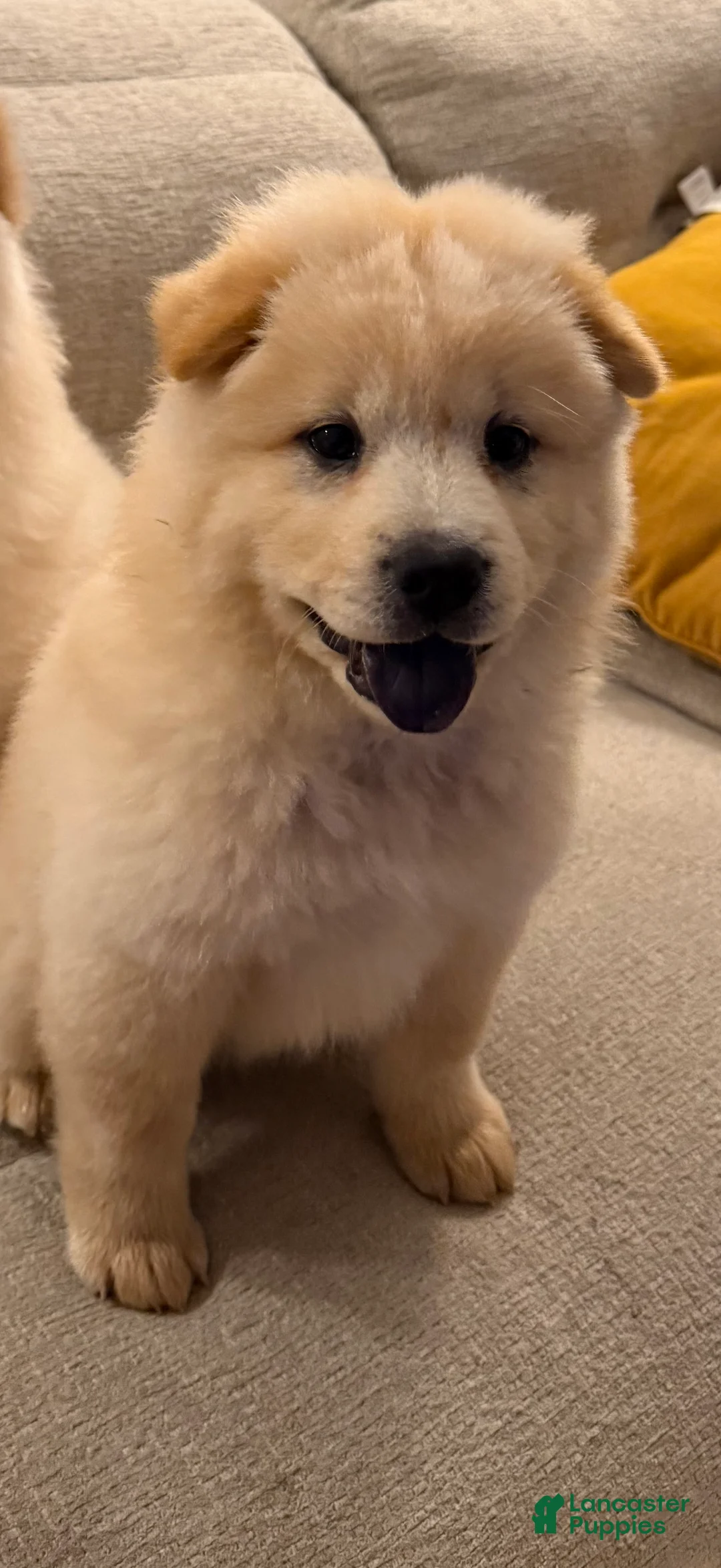 Chow Chow dogs for sale: Ora - Ad 1