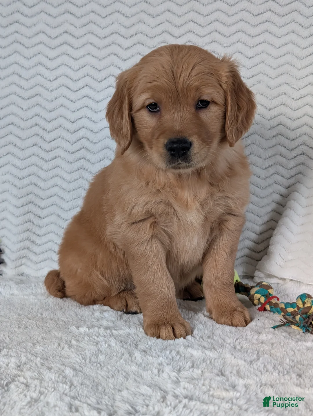 Golden Retriever dogs for sale: Miss Emmie - Ad 11