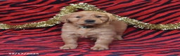 Golden Retriever dogs for sale: Rachel - Ad 1