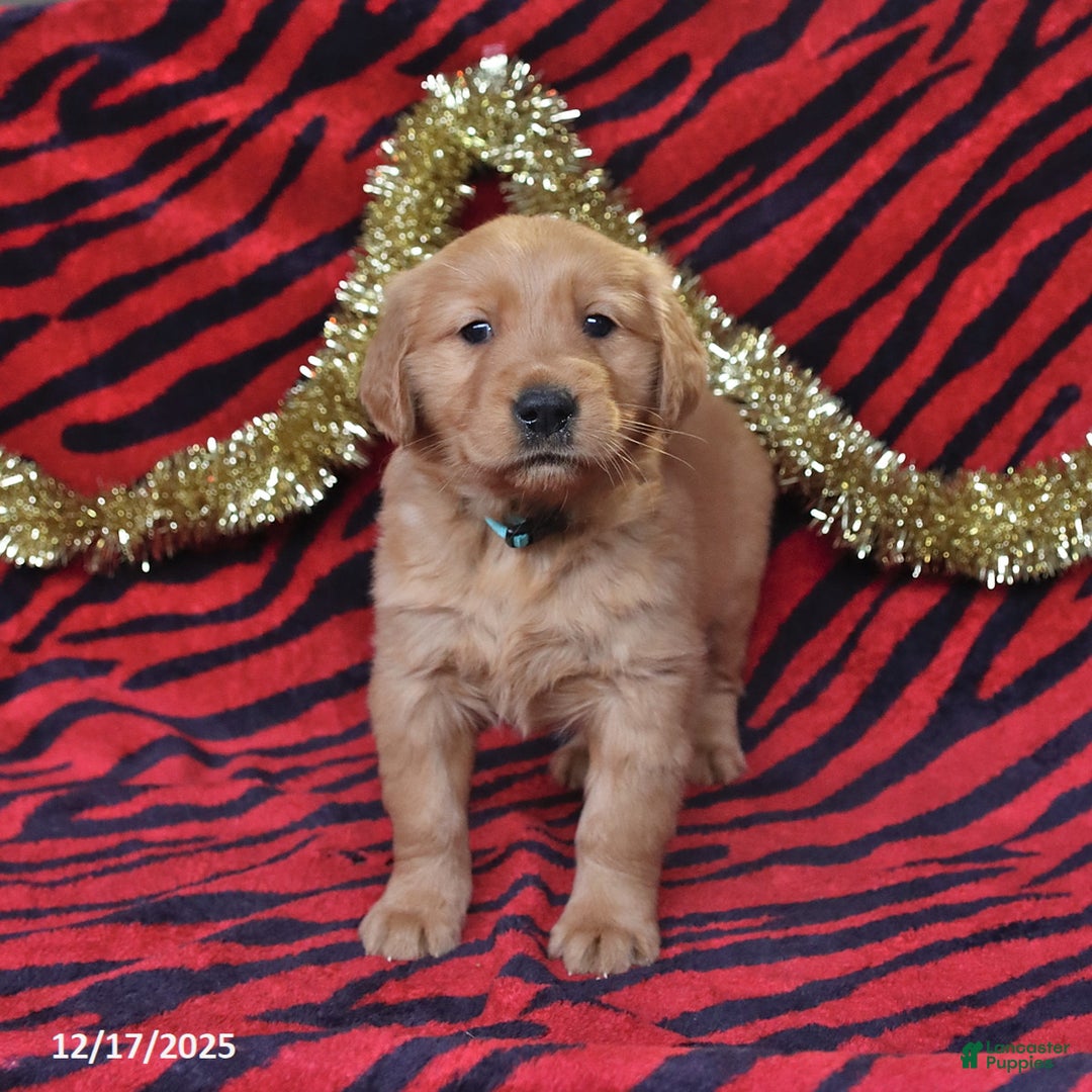 Golden Retriever dogs for sale: Rachel - Ad 1