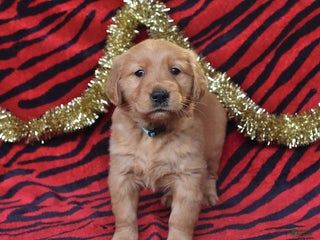 Golden Retriever dogs Rachel - Ad 19