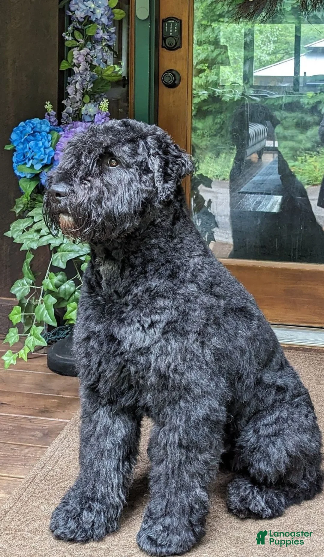 Bouvier Des Flandres dogs for sale: Bouvier Des Flandres Boy 1 - Ad 3