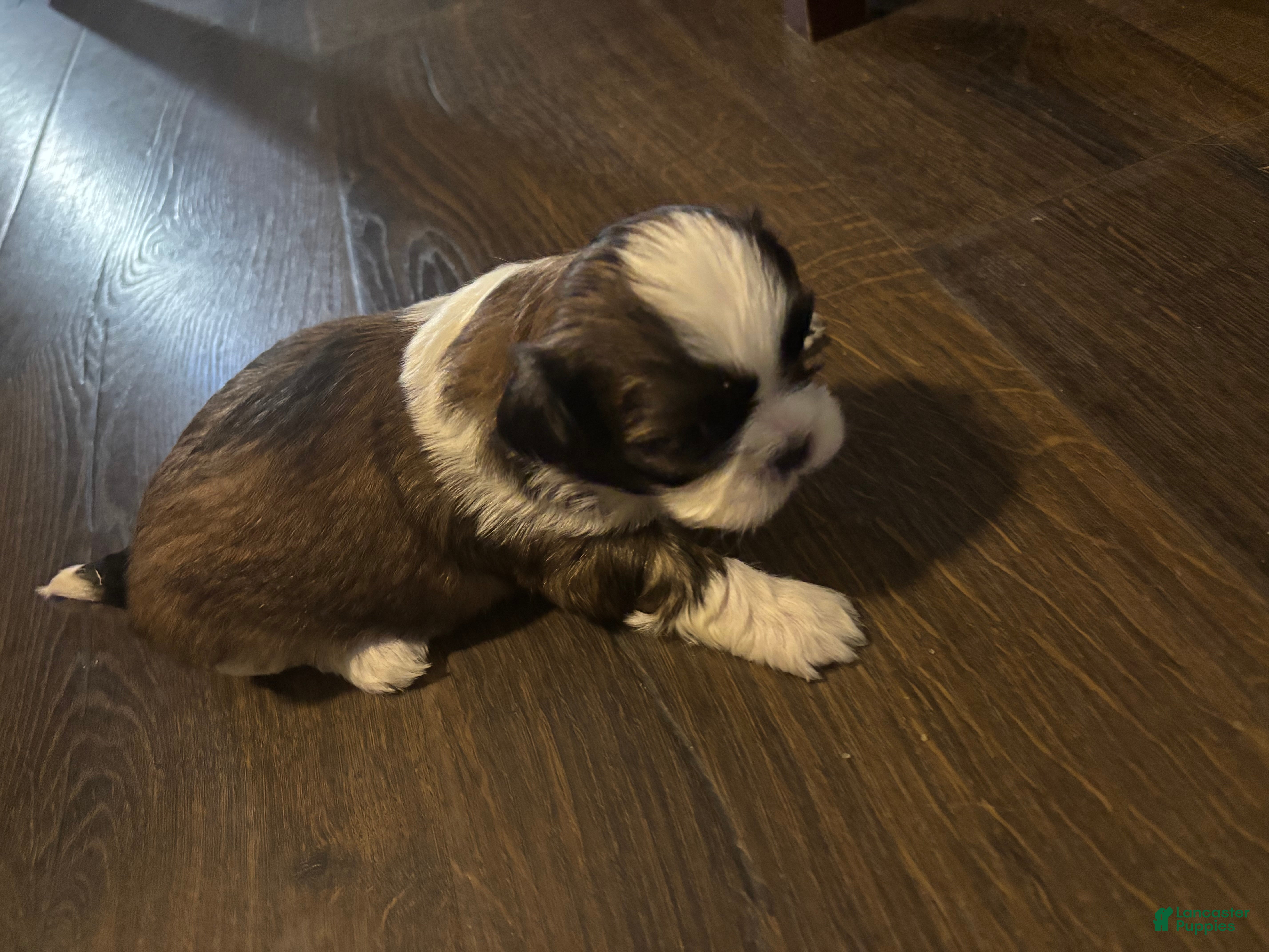 Shih Tzu dogs for sale: Teddy - Ad 1