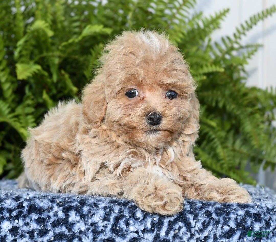 Havapoo dogs for sale: Quinn - Ad 3