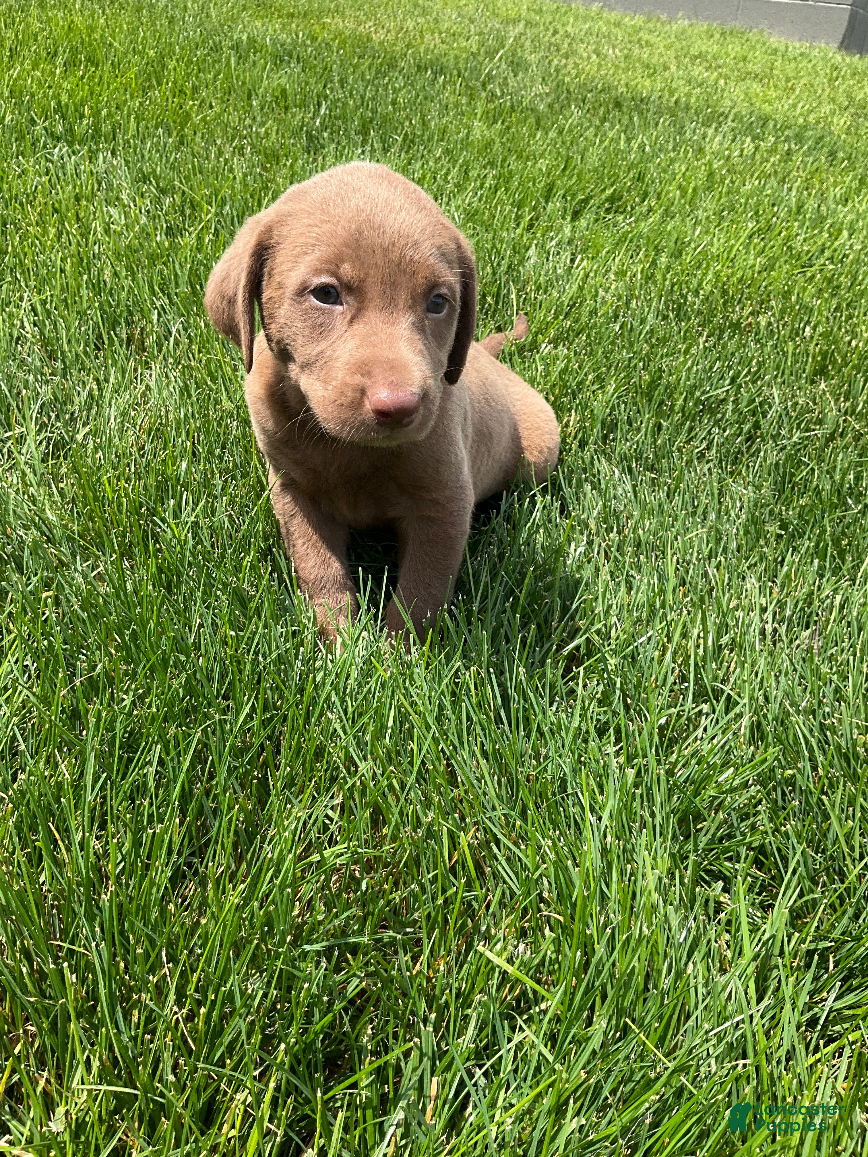 Labrador Retriever dogs for sale: Mason - Ad 3