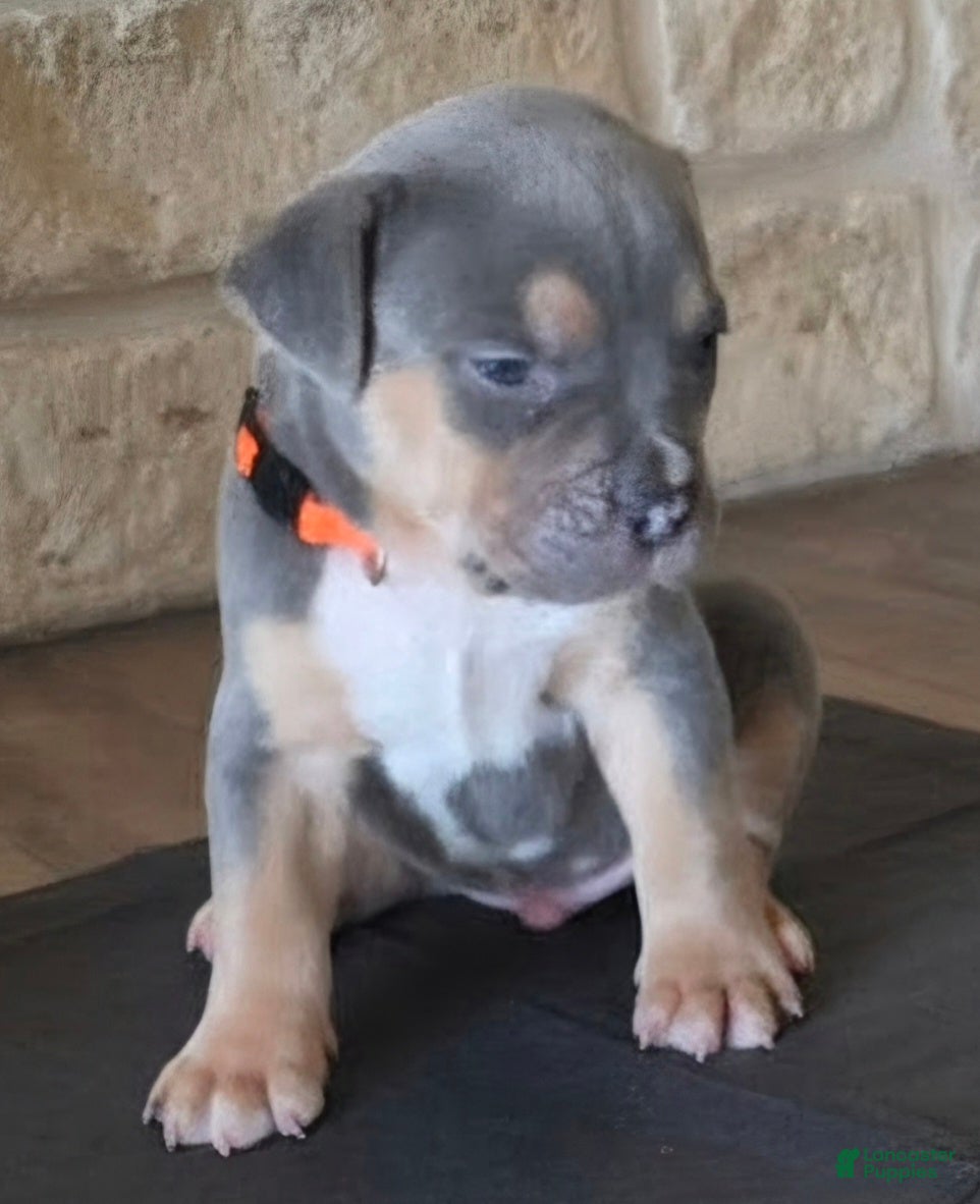 American Bully dogs Durango - Ad 2