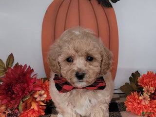 Bichpoo dogs - Ad 23