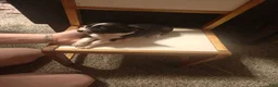 Chihuahua dogs for sale: Chihuahua 2 M - Ad 9