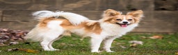 Mixed Breed dogs for sale: Cavalon Sparkle - Ad 26