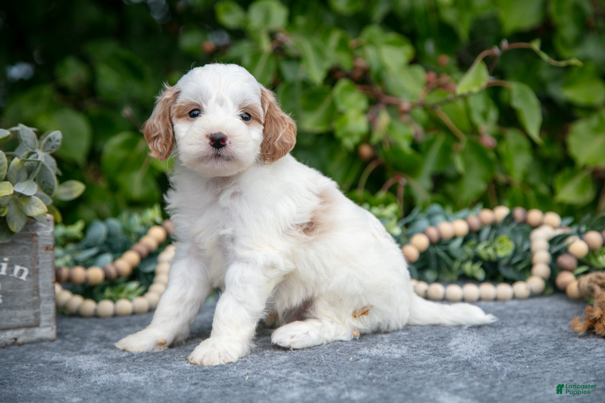 Mini Goldendoodle dogs Quentin - Ad 20