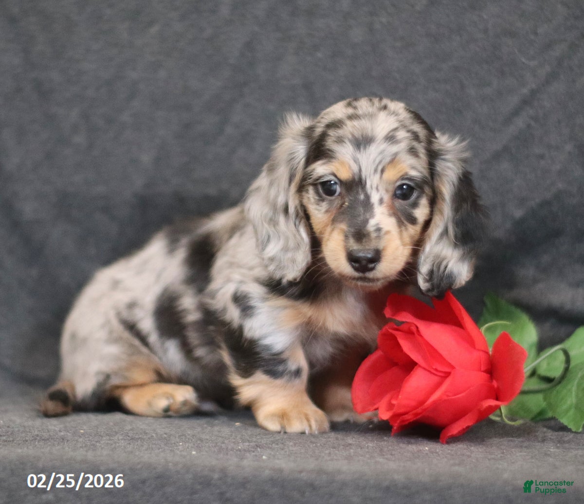 Miniature Dachshund dogs Miles - Ad 1
