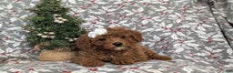 Miniature Poodle dogs for sale: Celene Ready for Christmas - Ad 6