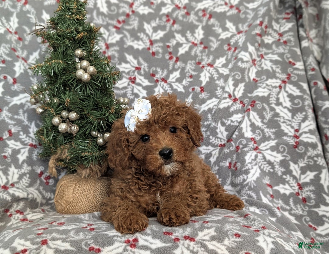 Miniature Poodle dogs for sale: Celene Ready for Christmas - Ad 6