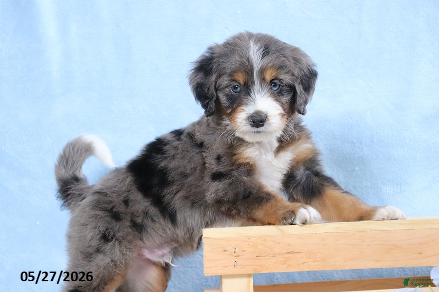 Mini Bernedoodle dogs Winston - Ad 1