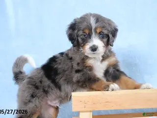 Mini Bernedoodle dogs for sale: Winston - Ad 2