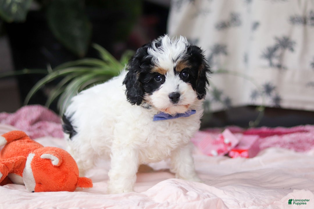 Cavapoo dogs for sale: Galen - Ad 6