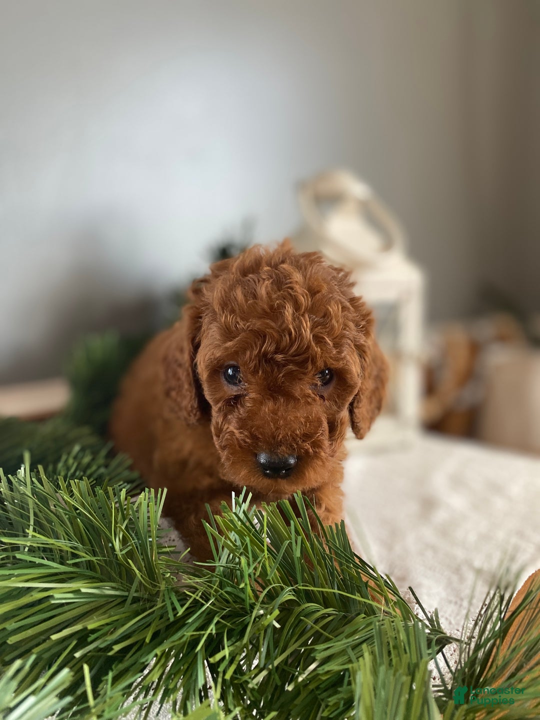Mixed Breed dogs for sale: Alpine - Ad 3