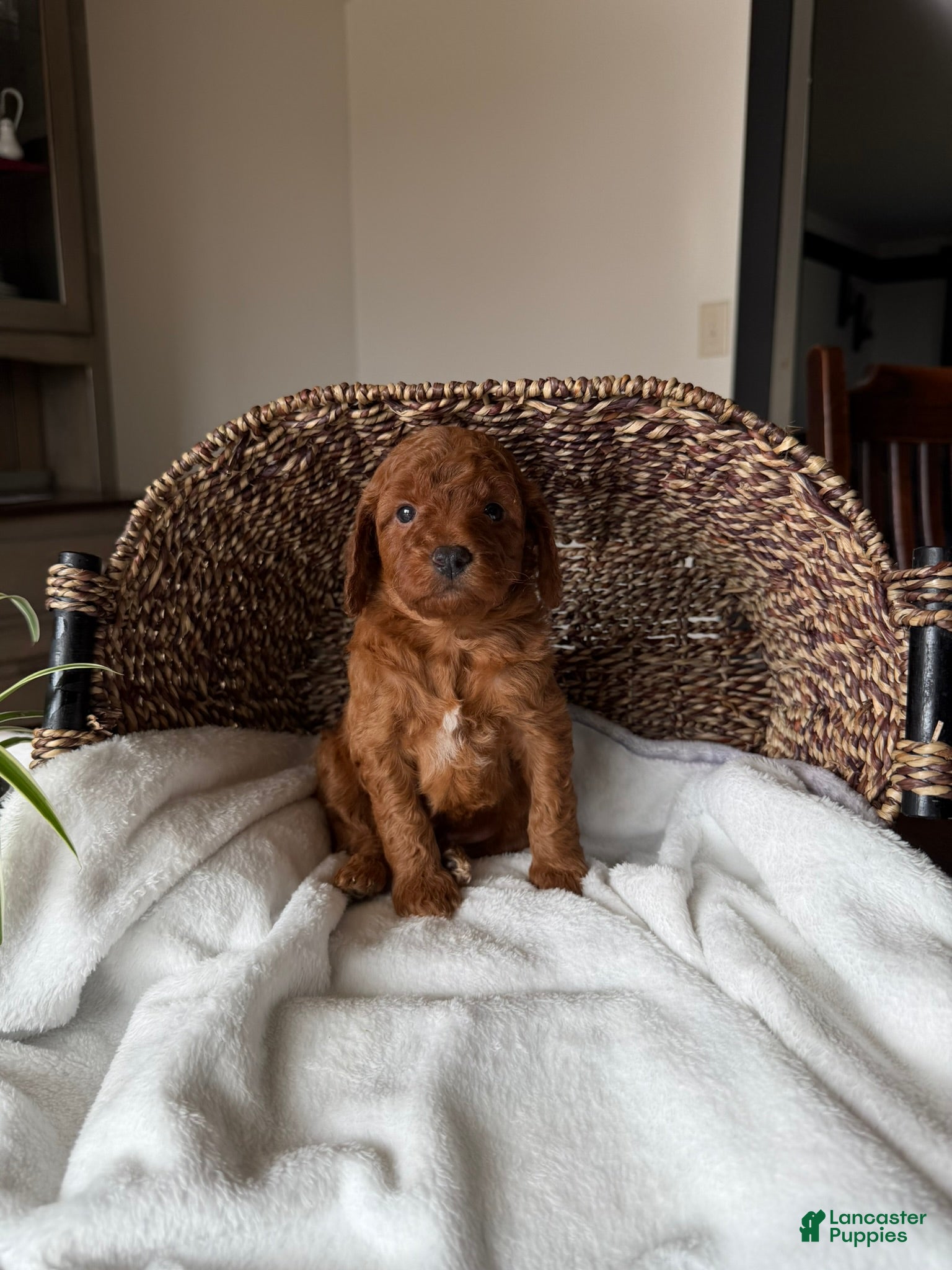 Mini Goldendoodle dogs Winston - Ad 1