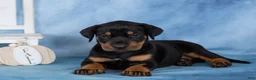 Mixed Breed dogs for sale: Classy - Ad 4