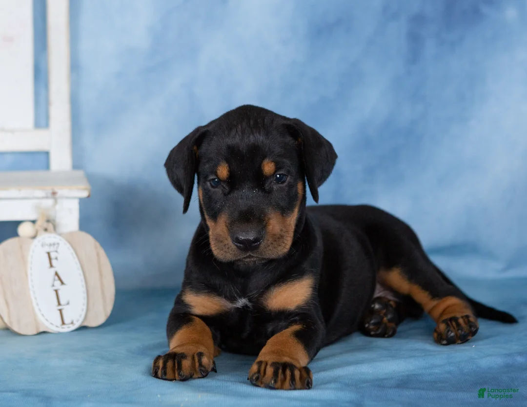 Mixed Breed dogs for sale: Classy - Ad 4