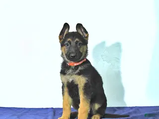 German Shepherd dogs Romer - Ad 30