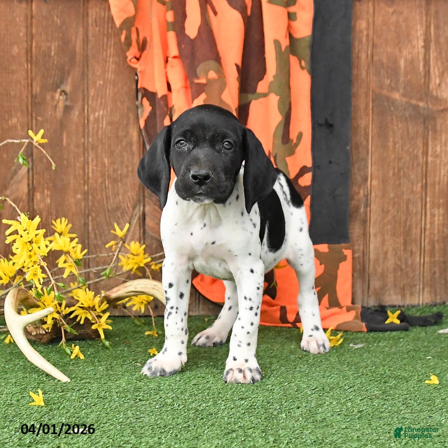German Shorthaired Pointer dogs Lassie - Ad 2