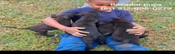 Mixed Breed dogs for sale: Lobi - Ad 4