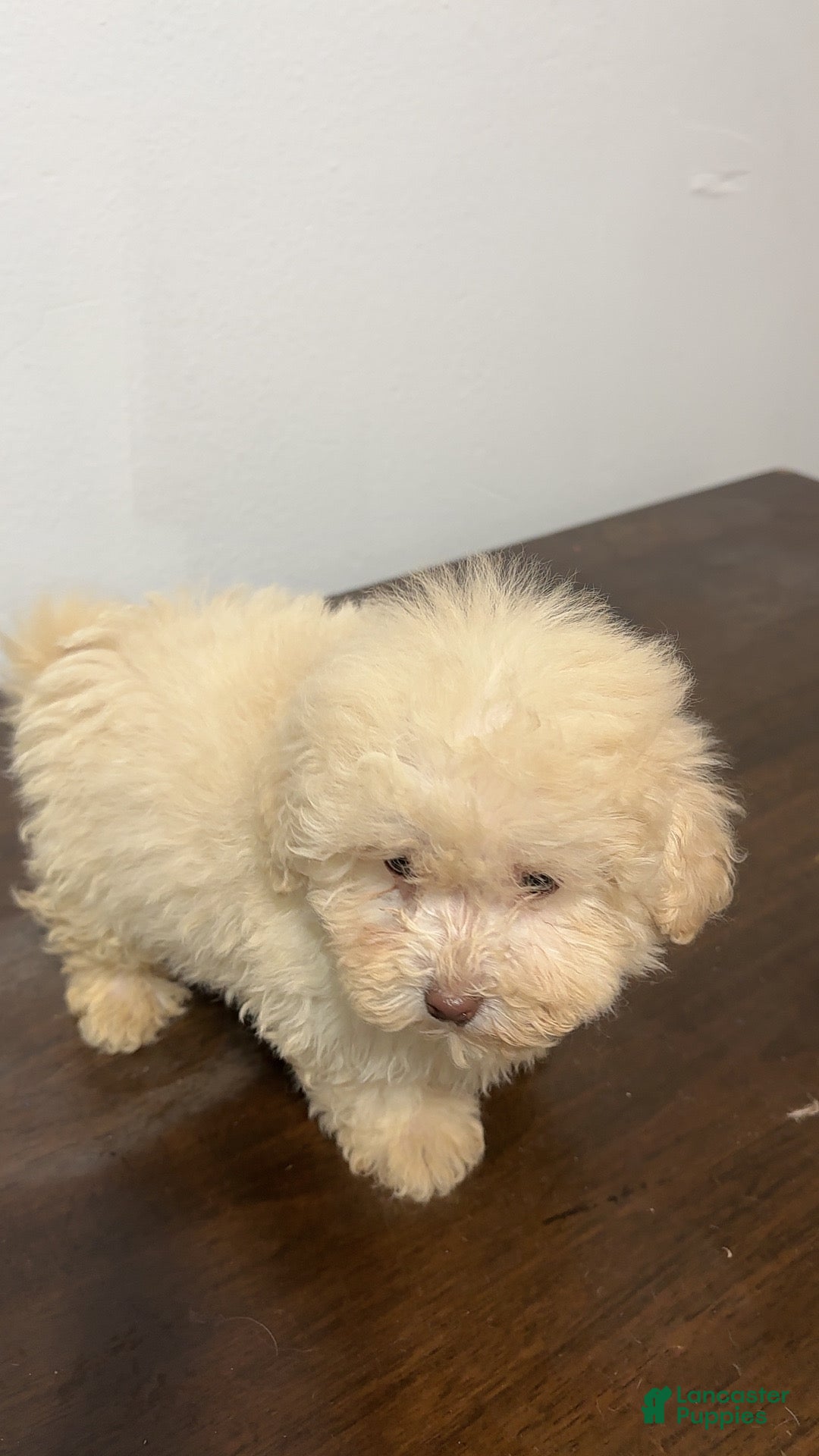 Miniature Poodle dogs for sale: Bella - Ad 5