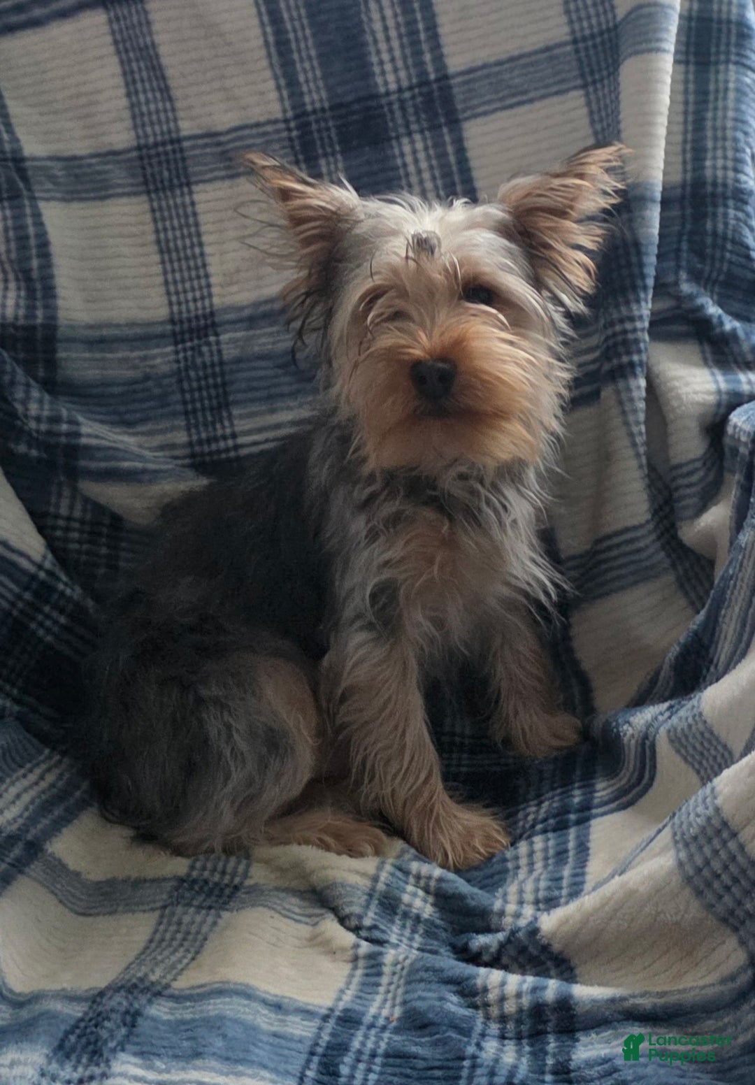 Yorkshire Terrier dogs for sale: Stevie - Ad 1