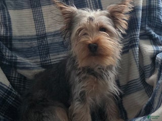 Yorkshire Terrier dogs Stevie - Ad 25