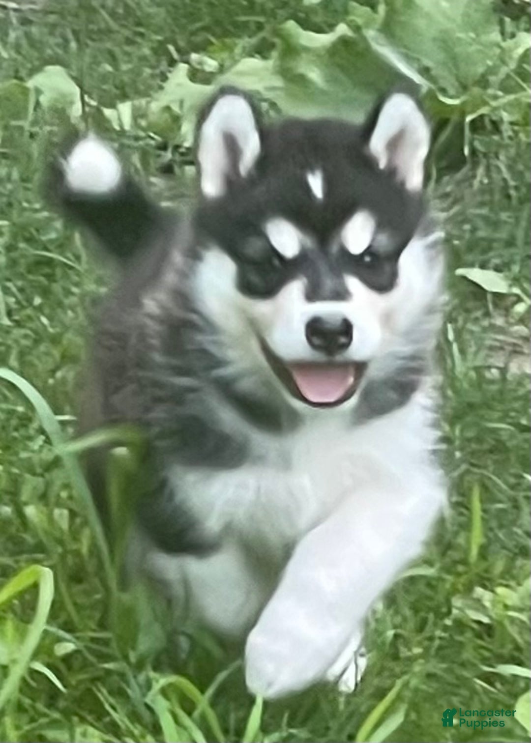 Alaskan Malamute dogs for sale: Female 2 - Ad 1