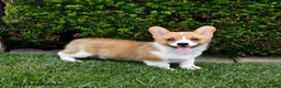 Welsh Corgi Pembroke dogs for sale: Pixie - Ad 5