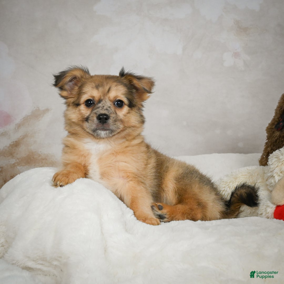 Chihuahua dogs for sale: Johnny - Ad 2