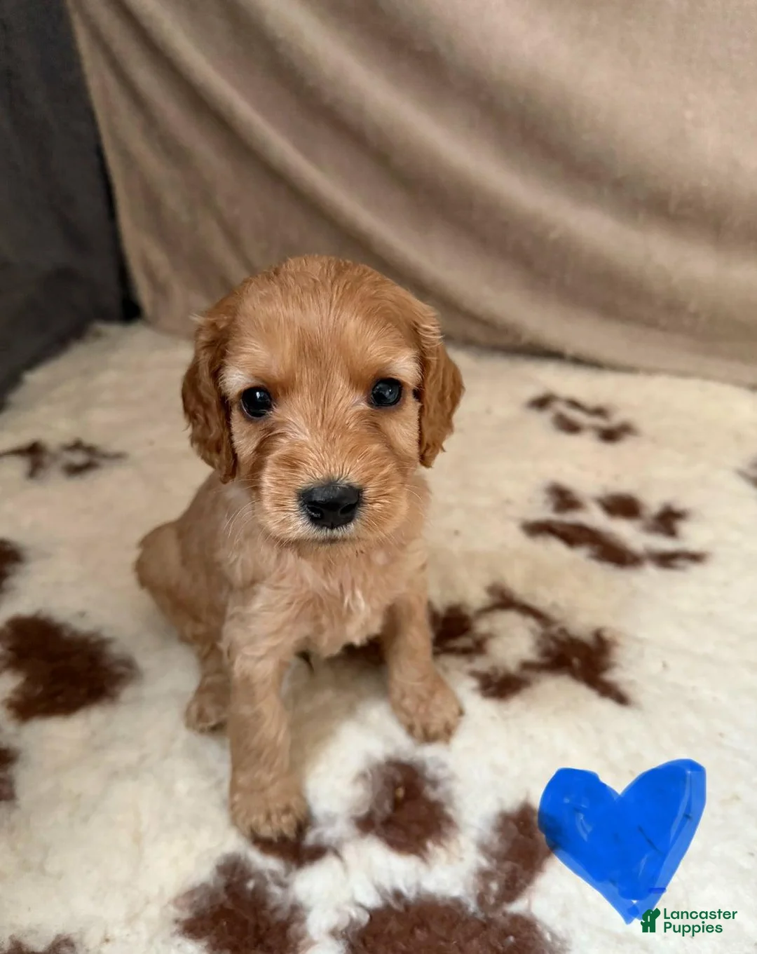 Cavapoo dogs for sale: Stella - Ad 1