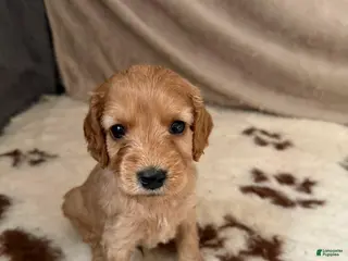 Cavapoo dogs Stella - Ad 41