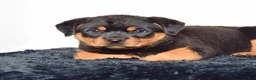 Rottweiler dogs for sale: Lola - Ad 4
