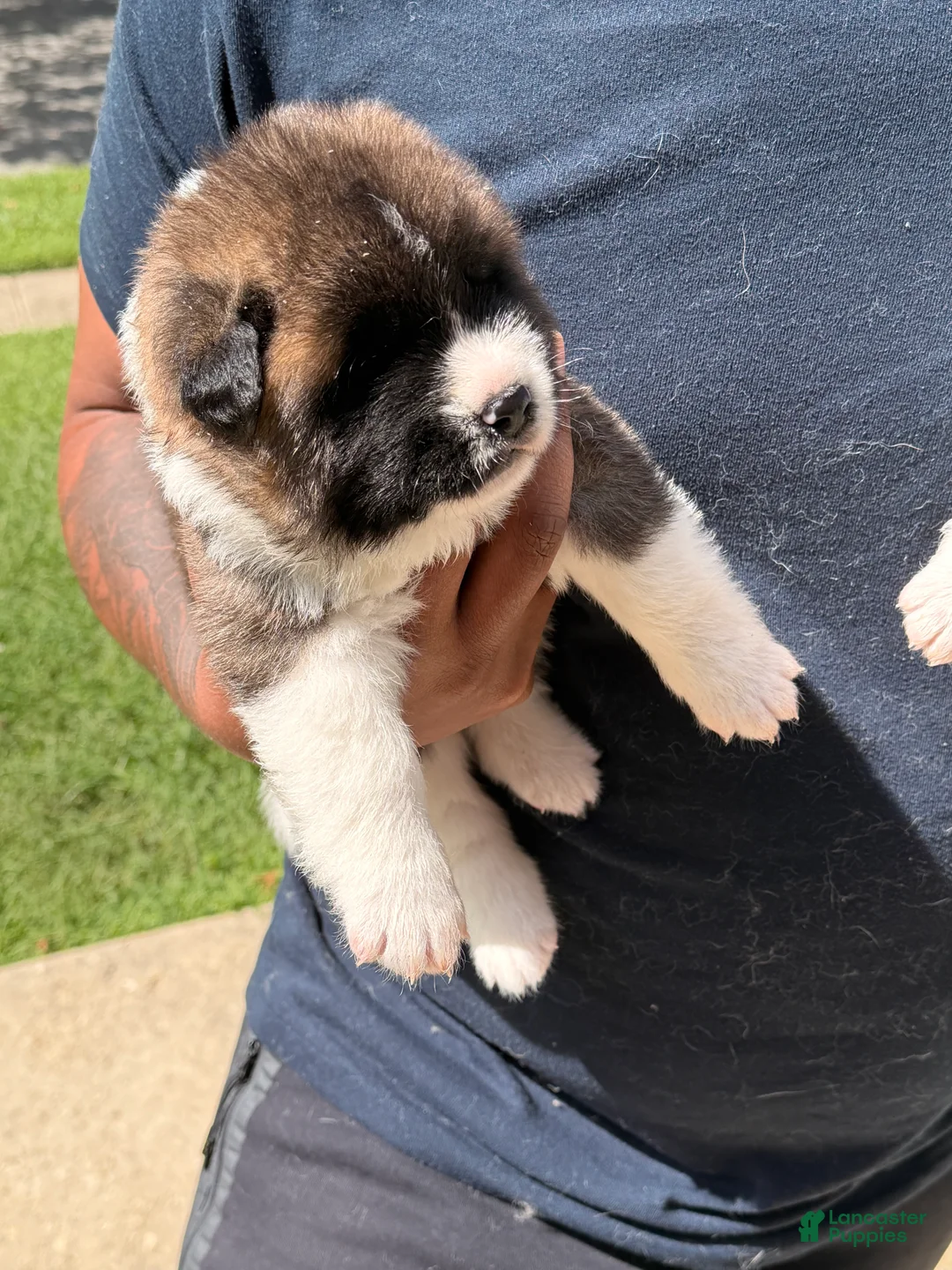 Akita dogs for sale: Akita 2 - Ad 1