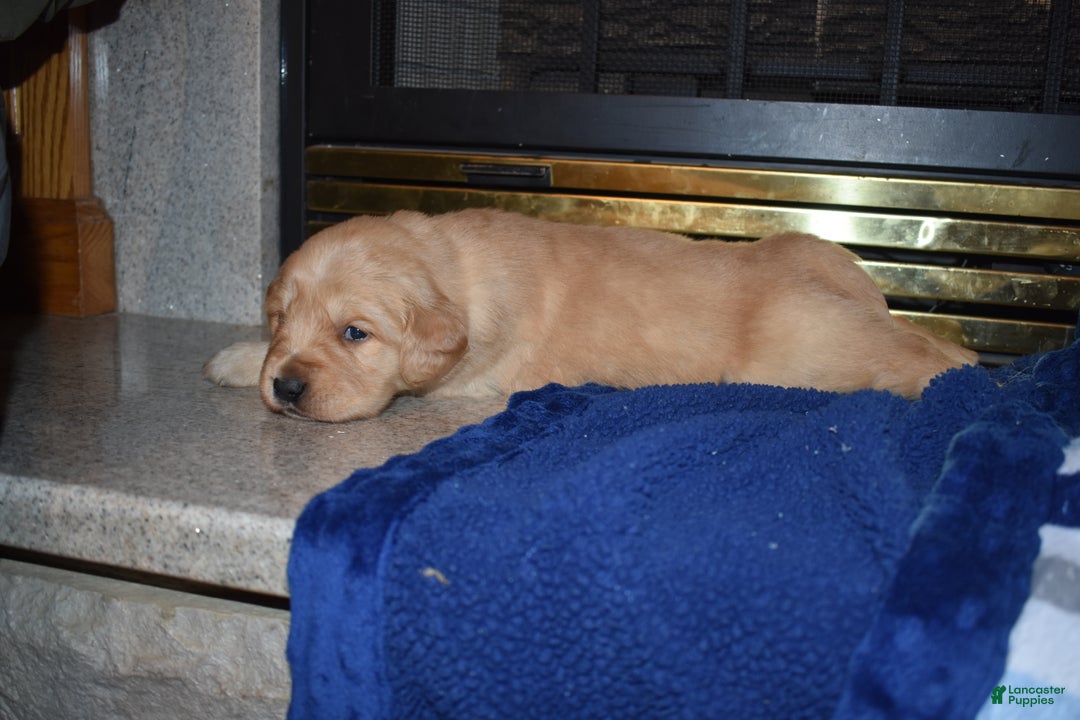 Golden Retriever dogs for sale: Ranger - Ad 3