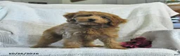 Mini Goldendoodle dogs for sale: Jared - Ad 5