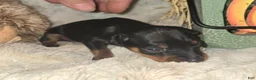 Miniature Pinscher dogs for sale: Andy - Ad 2