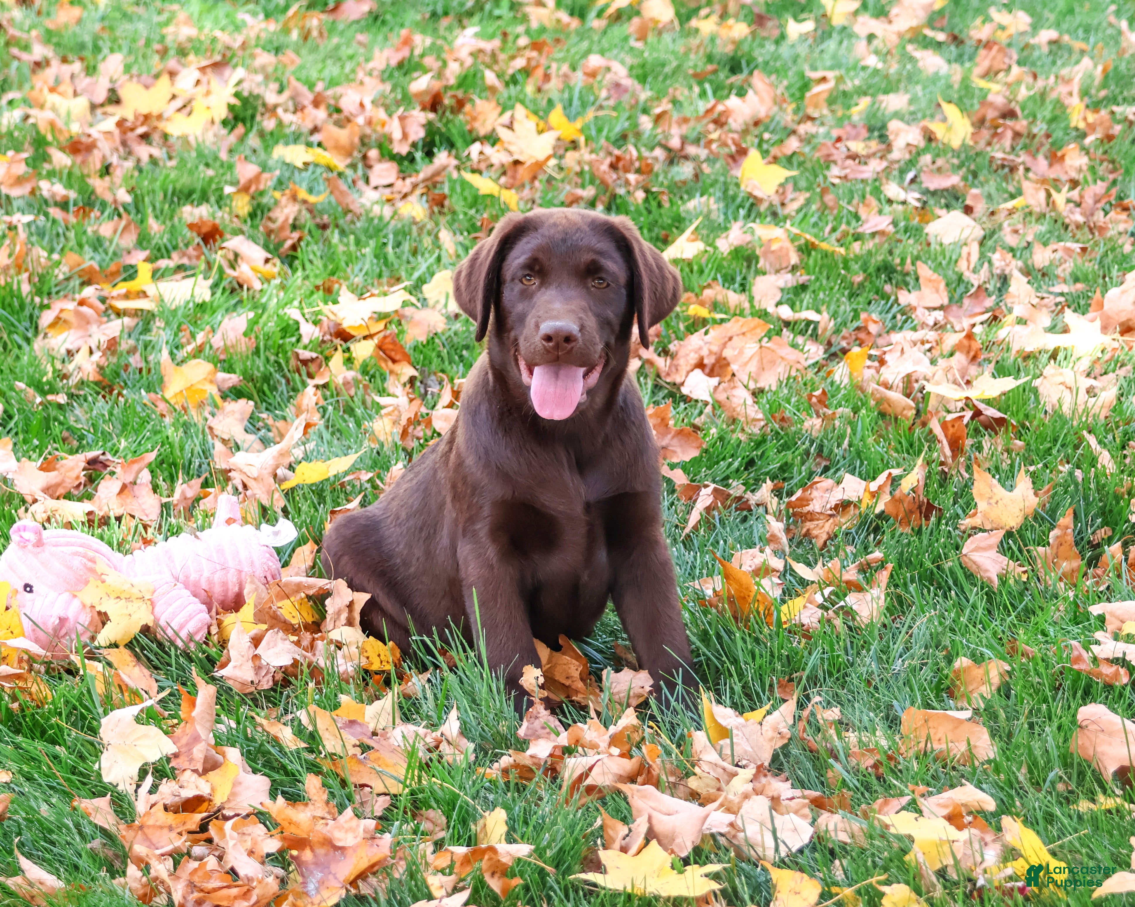 Labrador Retriever dogs for sale: Tootsie - Ad 1