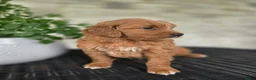 Mini Goldendoodle dogs for sale: Mini Goldendoodle Puppy 3 - Ad 5