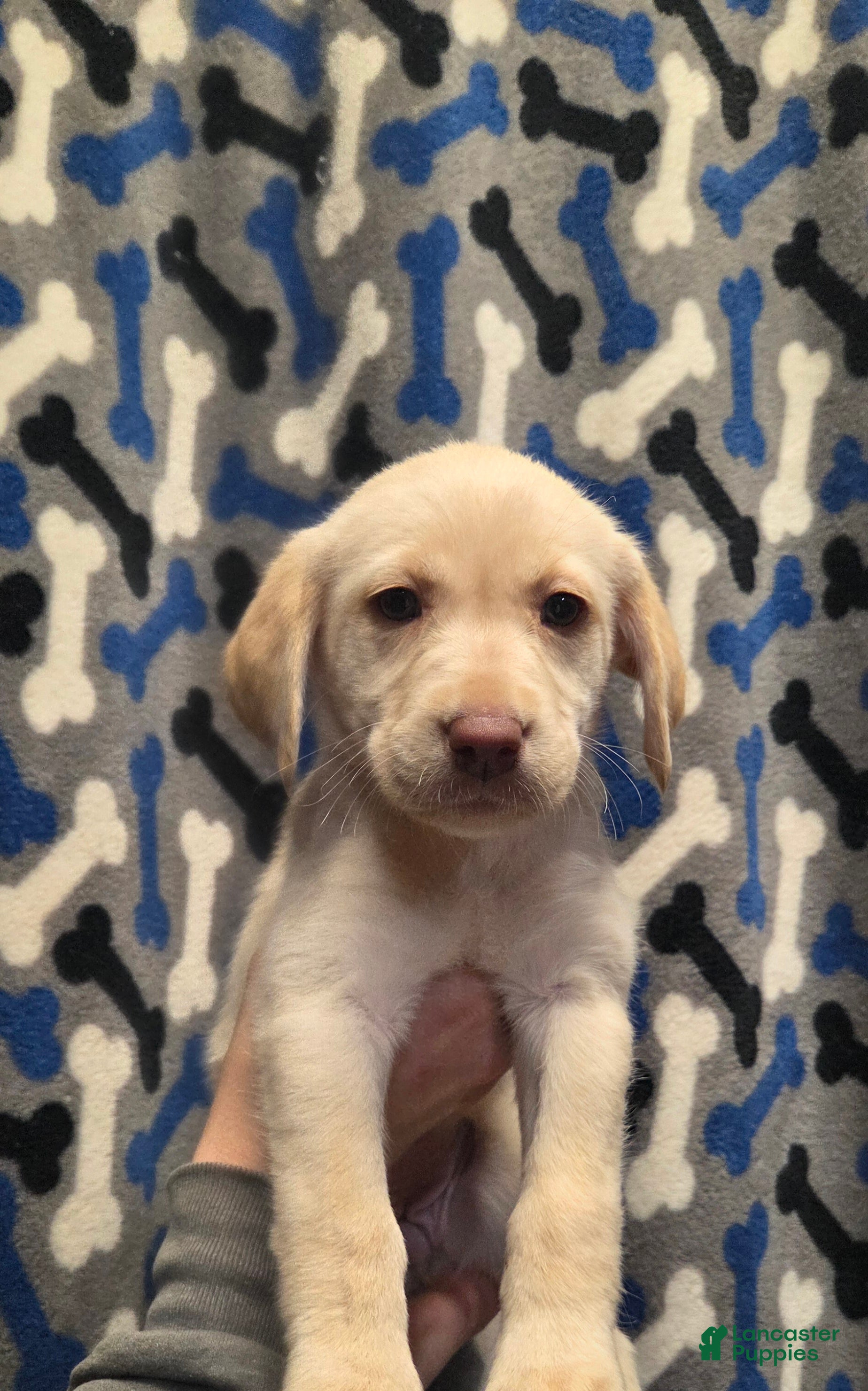 Labrador Retriever dogs Chloe - Ad 1