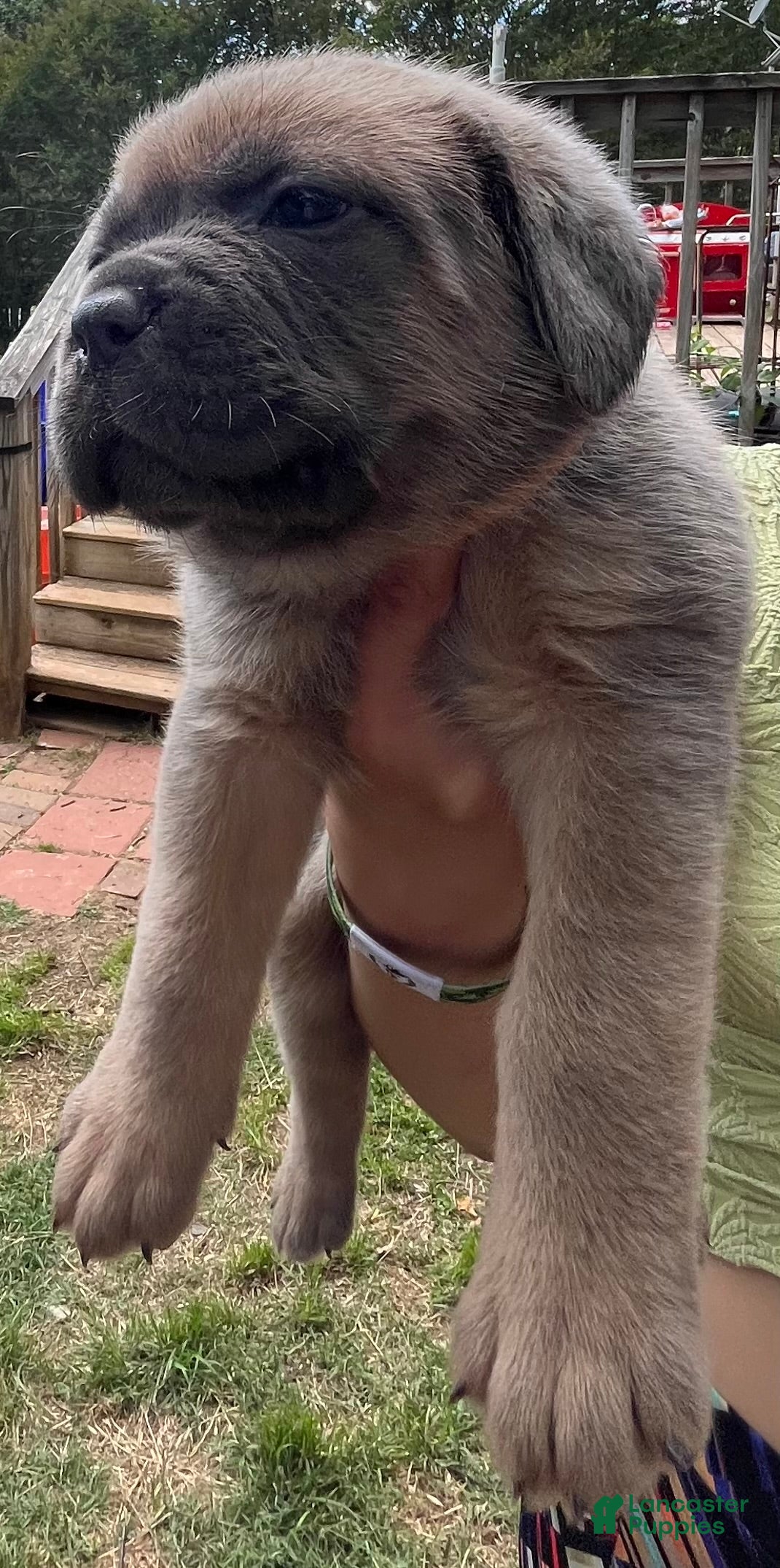 Cane Corso dogs Orange collar - Ad 2