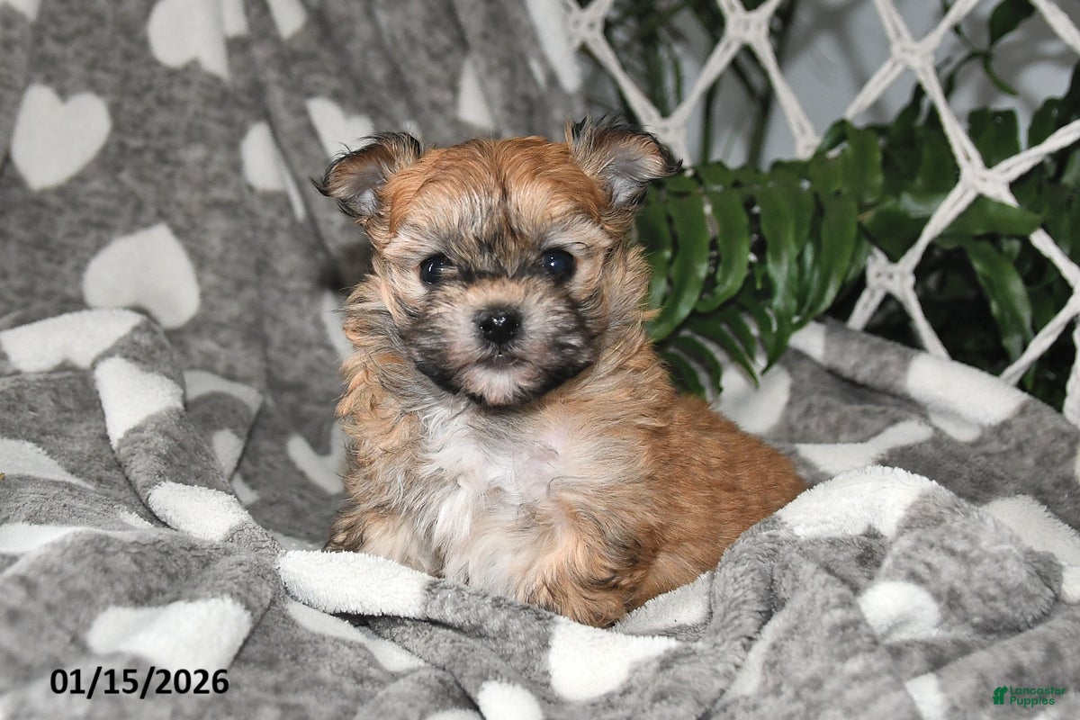 Havanese dogs Skye - Ad 2