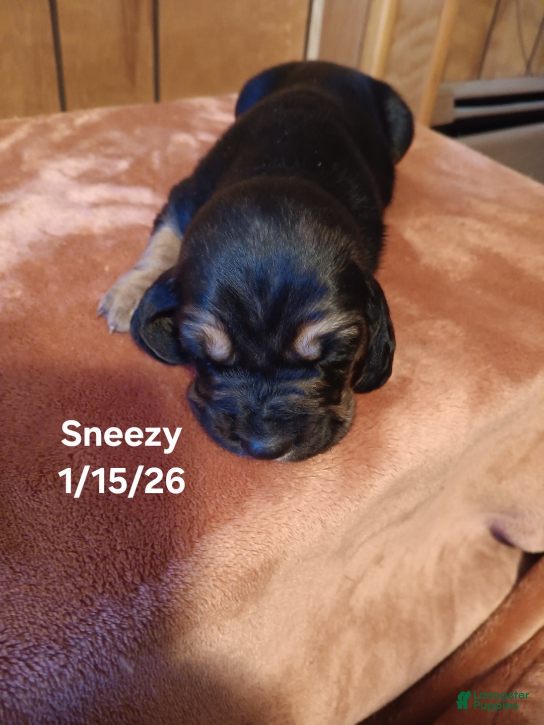 Basset Hound dogs for sale: Sneezy - Ad 4