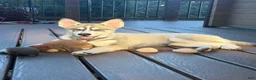 Mixed Breed dogs for sale: Mixed Breed 1 - Ad 2