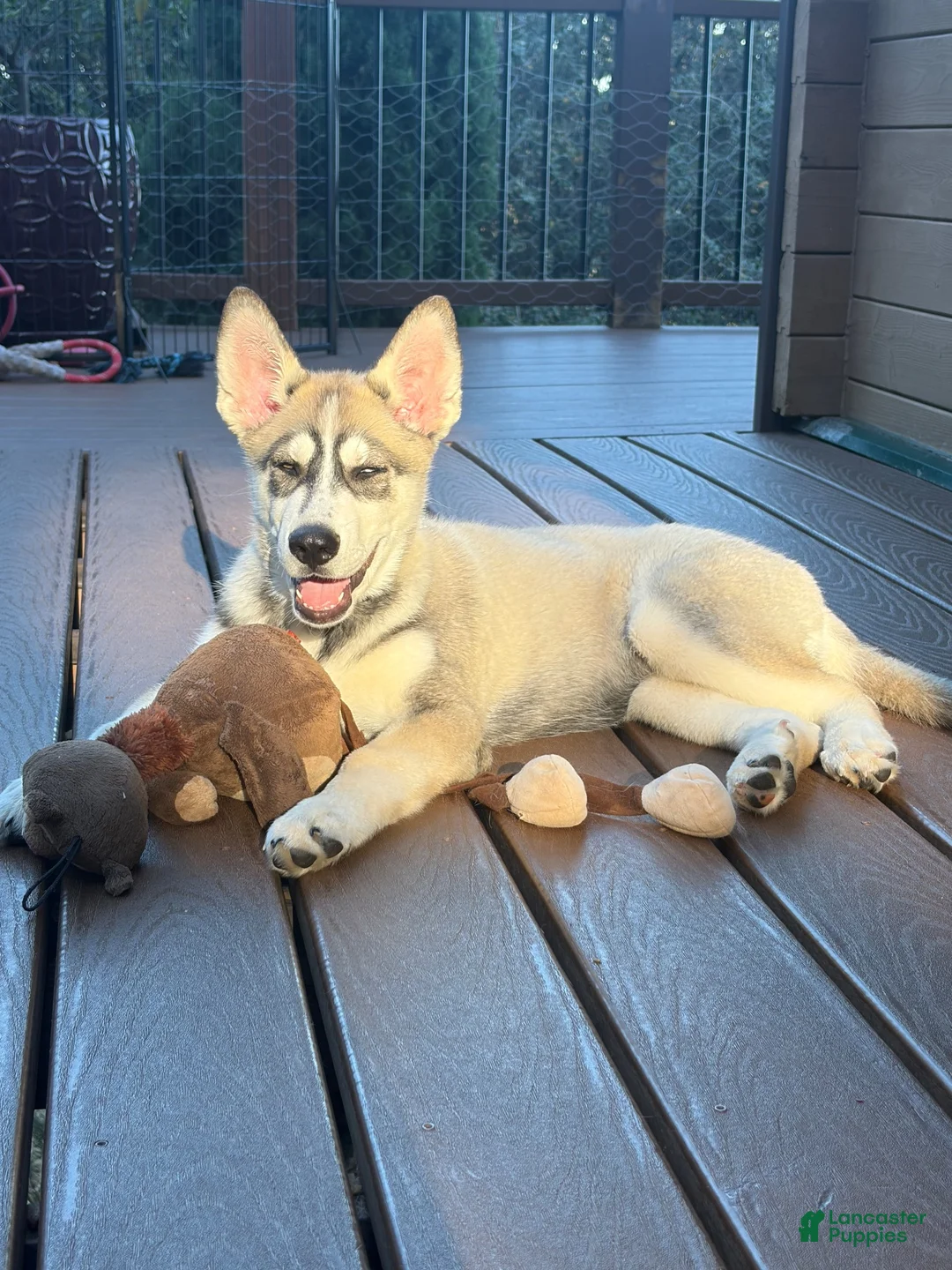 Mixed Breed dogs for sale: Mixed Breed 1 - Ad 2